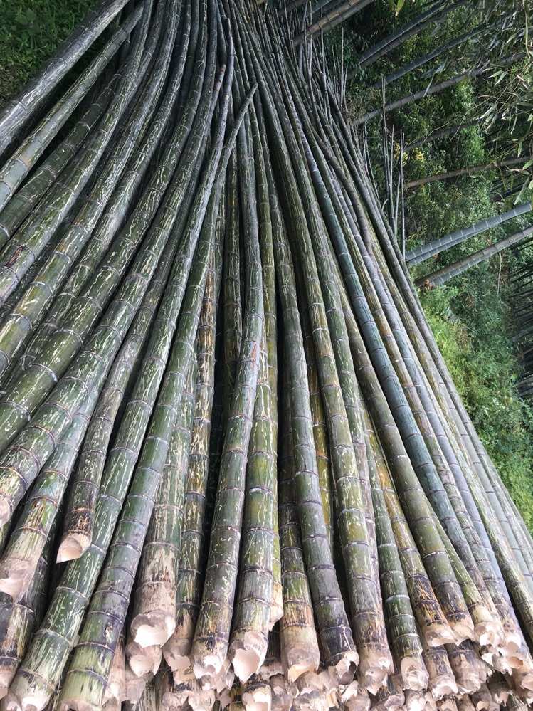 竹子.jpg